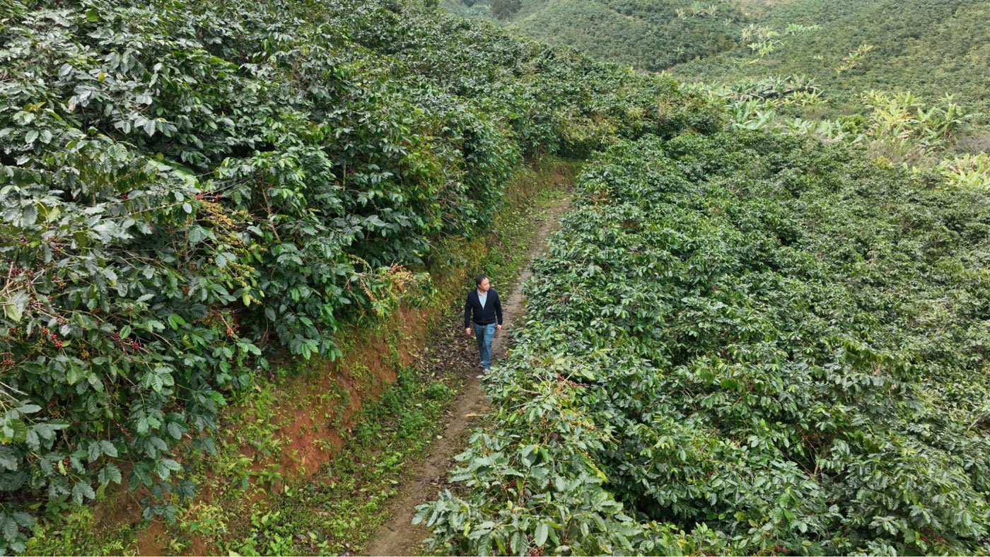 Vùng nguyên liệu cà phê Arabica tại Sơn La