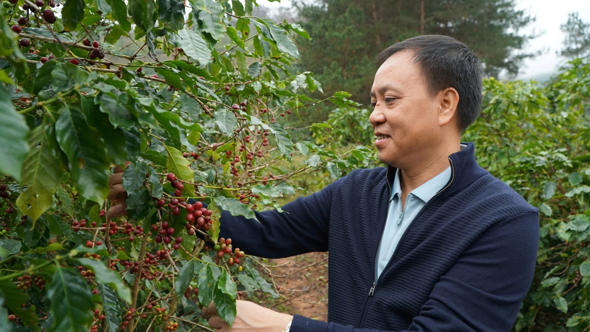 Sơn La Coffee Farms